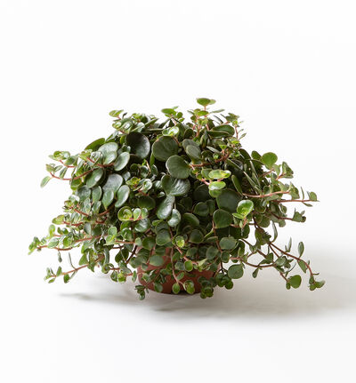 Sedum Tornado Sedum Tornado